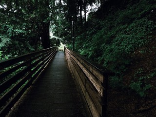 bridge in the forest of Alaska