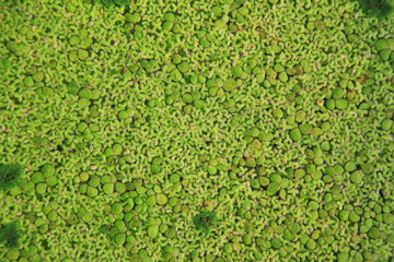 Texture of Duckweed, Mosquito fern