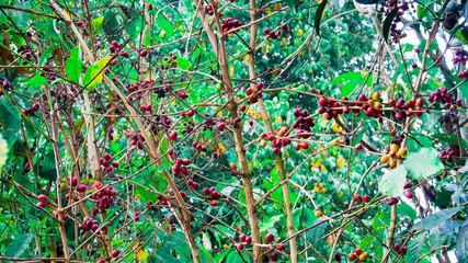 Ripe coffees seeds on branches of coffee tree