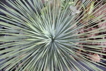 Top view Agave plants background
