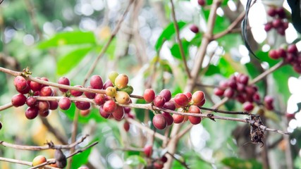 Ripe coffees seeds on branches of coffee tree