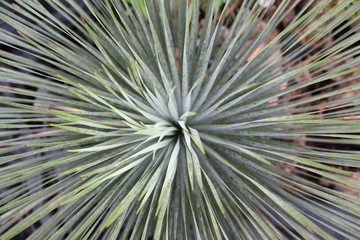 Top view Agave plants background
