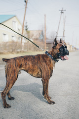 thoroughbred dog cane Corso on a walk with the owner. The big brown dog on the leash pulled out his tongue.. Muzzle close-up. The concept of alternative medicine, allergies, antidepressants, Pets