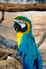 Blue and yellow Macaws  parrot on timber