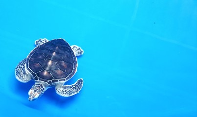 A turtle in captivity for research and conservation
