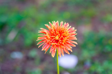 close up orange flower on green background