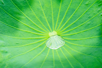 close up water drop on lotus leaf