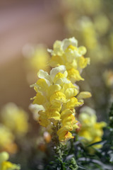 Selective focus yellow Snapdragons  flower or Dragon flowers or in a garden.(Antirrhinum)