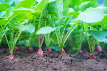 Red radish plant in soil.