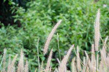 close up Ornamental grass flower