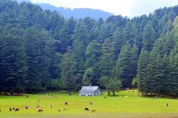 Fototapeta na wymiar Khajjiar, the 'Mini Switzerland of India,' as it is often dubbed, is a small hill station in the north Indian state of Himachal Pradesh.