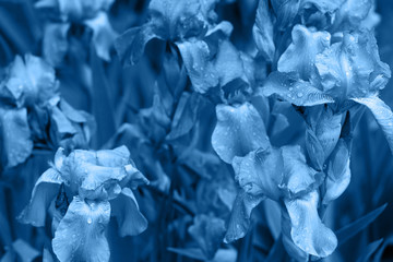 beautiful background of iris flowers in the garden. tinted blue trend color