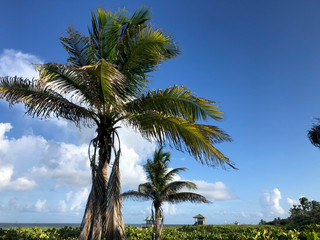 Obraz na płótnie Canvas Delray Beach, Florida - beach scene and palm trees