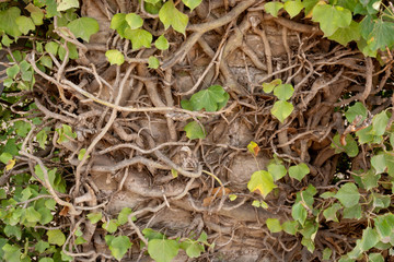 Background of old ivy plants in the garden