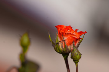 Obraz premium rose