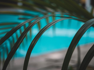 Tropical palm leaves, swimpool blurred background, sunlight, summer