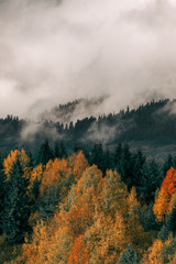 Beautiful orange and red autumn forest, many trees on the orange hills