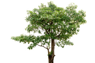 Obraz premium tree isolate on white background