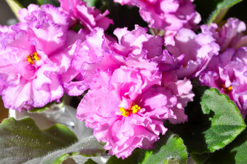 Saintpaulia (African violets) flower in the pot close up.