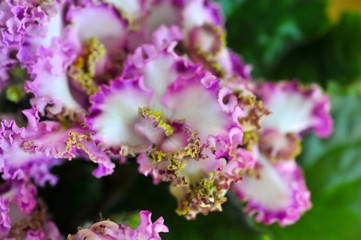 Saintpaulia (African violets) flower in the pot close up.