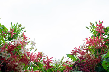 red and white quisqualis indica ,flower on white background