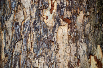 tree bark texture bacground