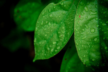 Beautiful Water drops on fresh green leaf after rain.