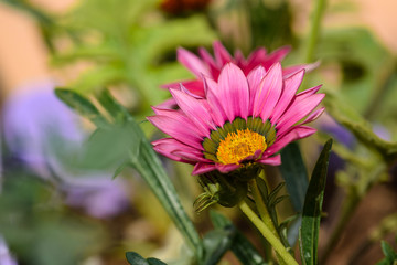 Obraz premium sunflower