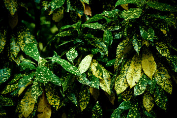 Green and Yellow leaf pattern on the surface background.Croton © Anatthaphon