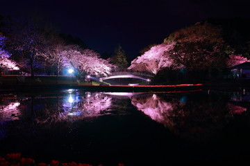 ライトアップされた美しい日本の夜桜と湖