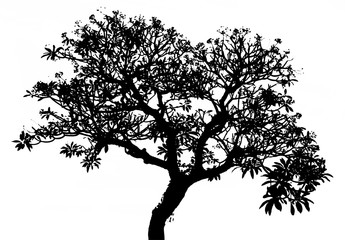 silhouette tree isolated white background