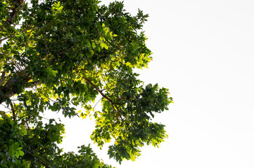 green leaf and Branch on white background