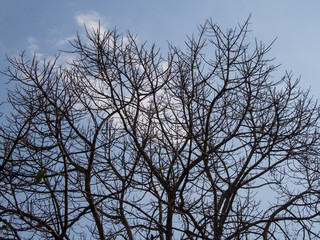 dry tree in the sky