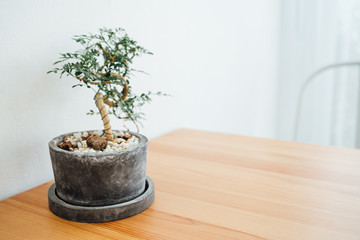 Bonsai tree on black pot on wooden table with a chair in coffee shop natural house plant decoration indoor interior and living room