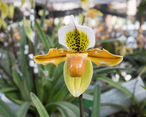 Paphiopedilum orchid flower