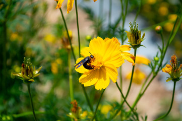 insect on yellow cosmos flower in garden