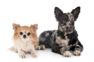 puppy mudi and chihuahua