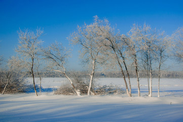 Winter wonderland: Trees covered with snow on sunny winter day