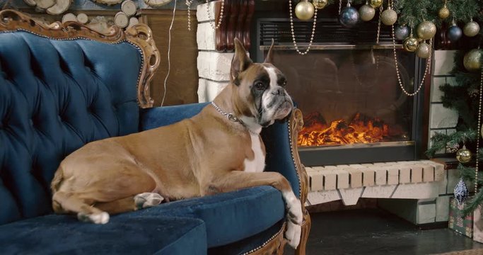 Dog breed German boxer lies on a luxurious sofa against the background of the fireplace and Christmas tree.