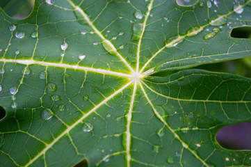 close up water drop on green papaya leaf after rain