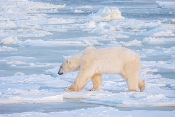A hungry adult male polar bear searching for food while walking on thin ice near open, unfrozen water in northern Canada. Climate change issues.