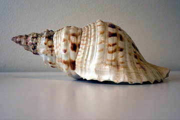 sea shell on black background