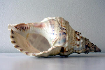 sea shell on black background