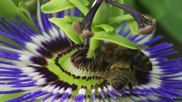 Bees feeding on a Purple Passionflower (Passiflora incarnata). Locked close up shot