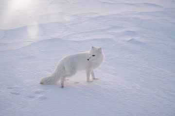 An Arctic fox (Vulpes lagopus) standing in the snow on a very cold morning, near Churchill, Manitoba, Canada.