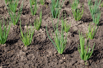 Shallots grow in the vegetable garden