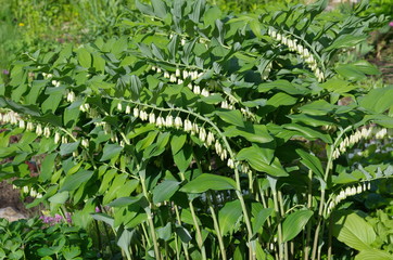 Polygonatum multiflorum blooms in the garden