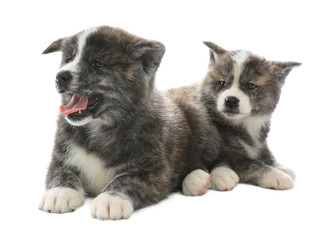 Cute Akita inu puppies on white background. Friendly dogs