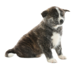 Cute Akita inu puppy on white background. Friendly dog