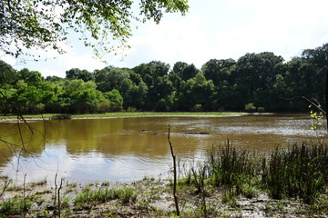 swampy pond during summer in mississippi